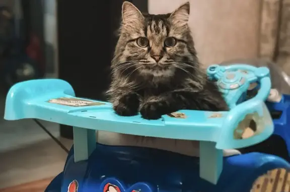 Кошки потеряшки, Киров, фото: Потеряшка кошка Морис, 5 лет, Подгорная ул., 2, Киров