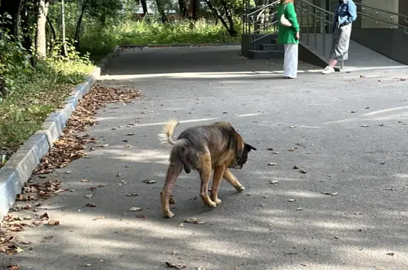Собака Дворняжка с ошейником на Болотниковской улице, Москва