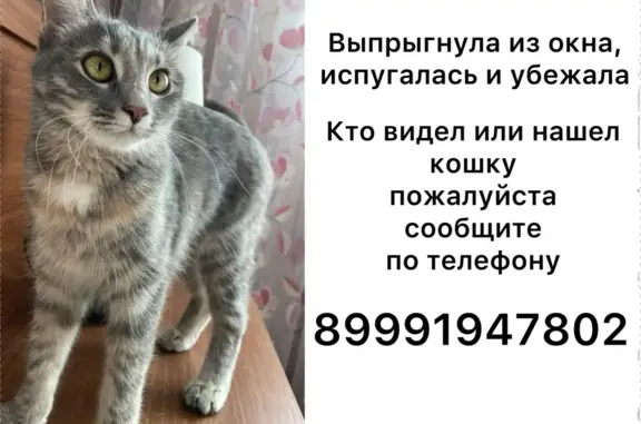 Пропала кошка Боня, ул. Луначарского, 23б, Ульяновск