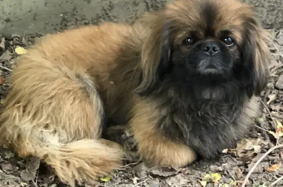 Собака Пекинес найдена на ул. Мечникова, 77, Ростов-на-Дону