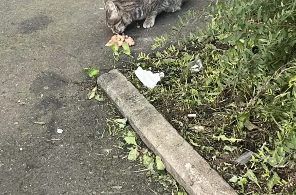 Найдена домашняя кошка на Дмитровском шоссе