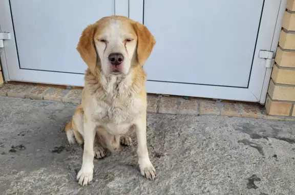 Найдена собака, Москва, фото: Собака найдена возле кафе в Туманово, Москва