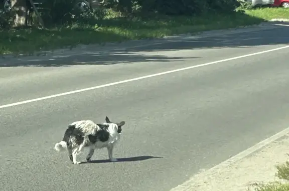 Найдена собака, Электрогорск, фото: Найдена собака возле дома, ул. Крупской 40, Орехово-Зуево