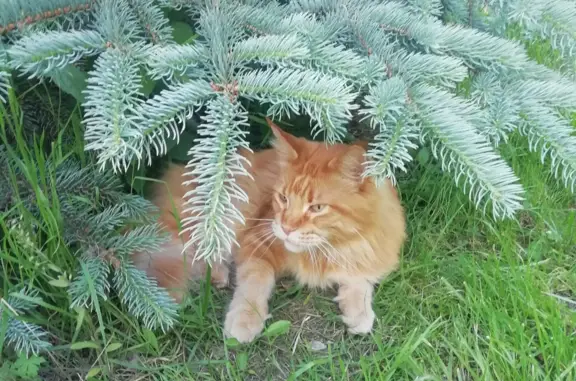 Пропала кошка Мейн-кун, ул. Матросова, 65, Бердск