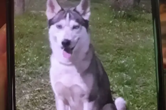 Пропала собака хаски в Костино, Московская область
