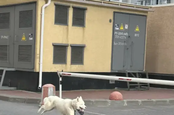 Собака бегает возле метро Фрунзенская, Московский проспект, 73к5