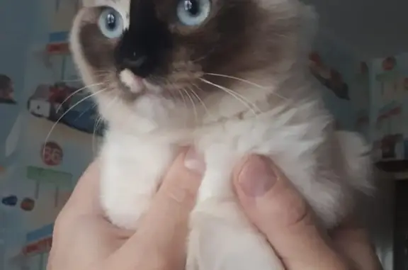 Кошки потеряшки, Екатеринбург, фото: Потеряшка кошка! Окрас светло коричневый, Невская карнавальная, ул. Краснофлотцев, 4а, Екатеринбург