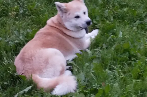 Найдена собака, Санкт-Петербург, фото: Собака найдена на Детской площадке, Будапештская 33