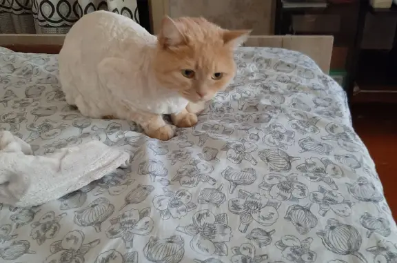Пропала кошка Кастрат в Соликамске, Пермский край