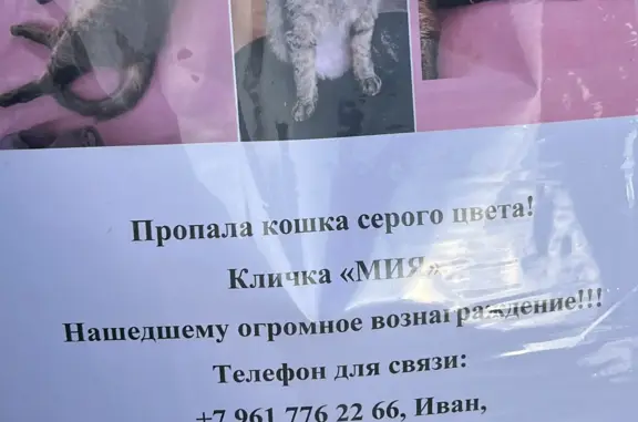 Пропала серая кошка Донской сфинкс, ул. Луначарского, 182, Екатеринбург