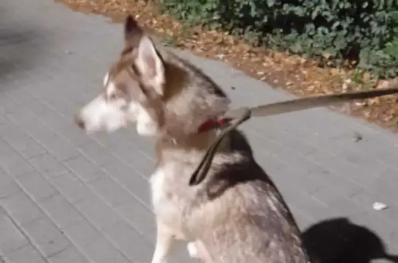 Найдена собака в Курчатовском районе, Челябинск
