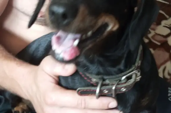 Собака Такса с ошейником найдена в Старом Осколе