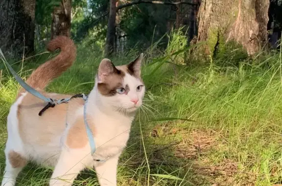 Пропал любвеобильный кот в Завотежице, Архангельская область