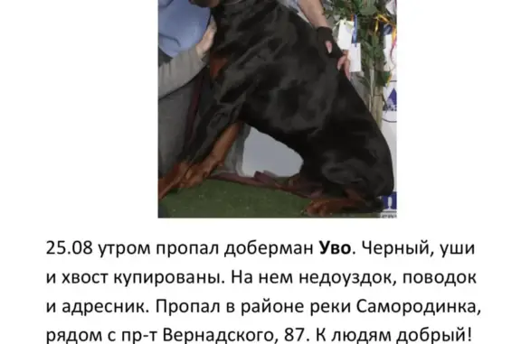 Собаки потеряшки, Москва, фото: Потеряшка собака на ул. 26 Бакинских Комиссаров, 8/6, Москва