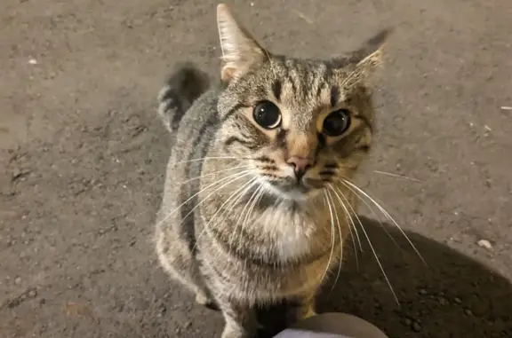 Кошка с контактным характером на Стрельбищенском переулке