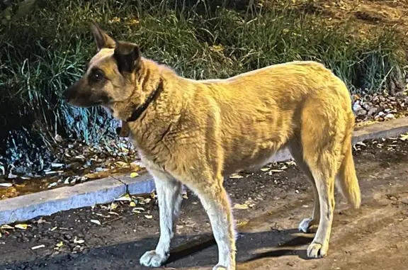 Найдена собака на Софьи Ковалевской, Москва