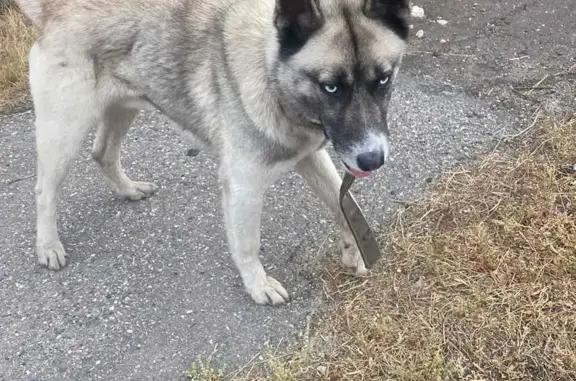 Потерянная собака на ул. Северный Венец, 32, Ульяновск