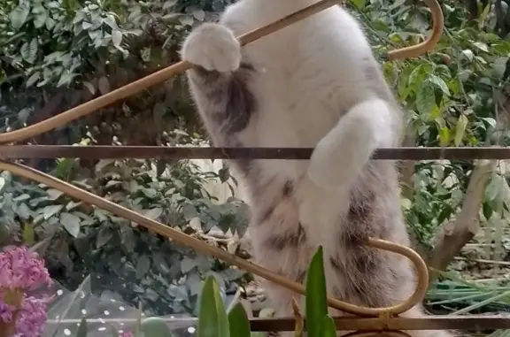 Кошки потеряшки, , фото: Потеряшка кошка в Адлере: ул. Свердлова, 32