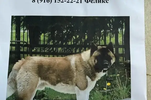 Пропала собака в Борисково, Калужская обл.