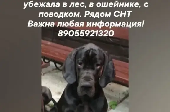 Пропала собака немецкого дога, черная, высокая. Помощь нужна!