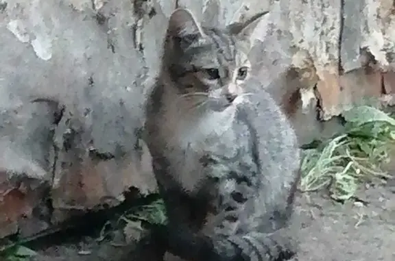 Потерянная кошка без лапы на Совхозной улице, 6