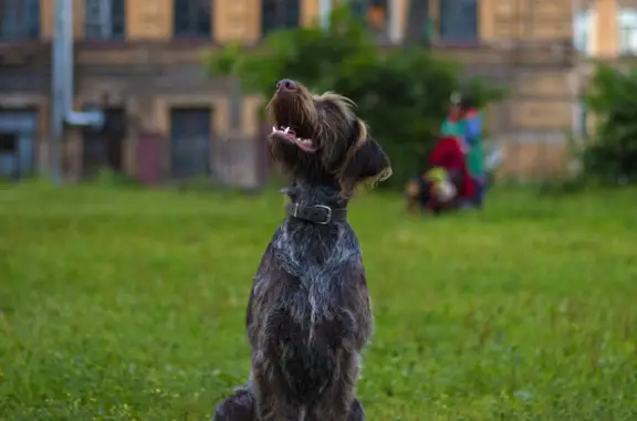 Собаки потеряшки, Санкт-Петербург, фото: Потеряшка собака в Санкт-Петербурге