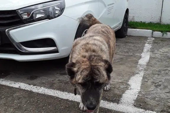 Собака Тигрового цвета, 1-й км Красноярск-Железногорск