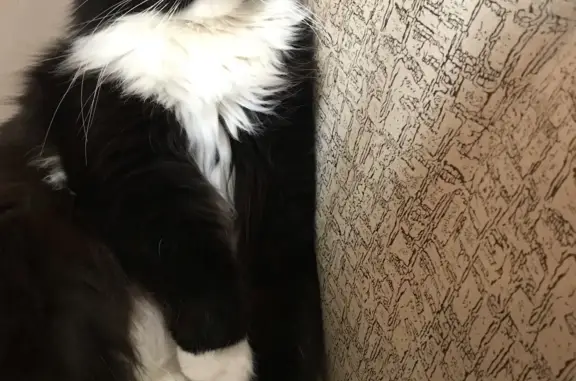 Кошки потеряшки, Москва, фото: Потеряшка кошка, Красная площадь, 19, Москва