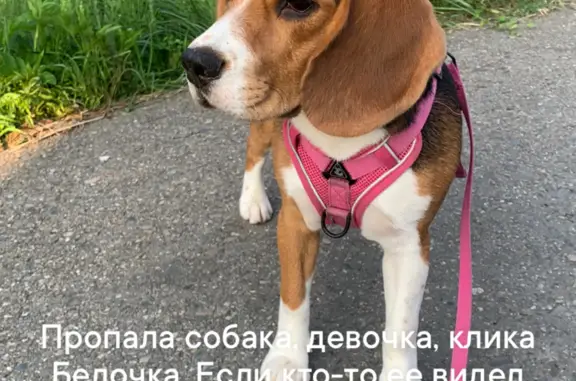 Пропала собака - бигль, Краснодарский край