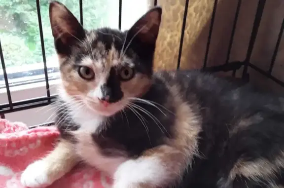 Кошки потеряшки, Санкт-Петербург, фото: Потеряшка пугливая кошка на Тамбасова, 8