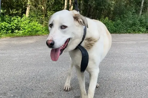 Найденные животные Московская область, фото: Найдена собака с ошейником без адресника в Хрипани, МО