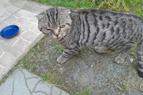 Найдена истощенная кошка в Иткуле, Челябинская обл.