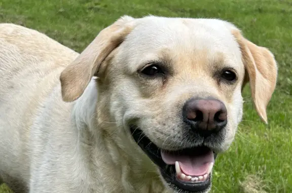 Собака Лабрадор палевая найдена в Тульской области