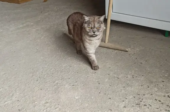 Кот в ошейнике спас Старый Снт, Московская область