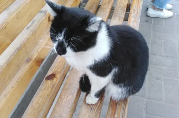 Найдена кошка на ул. Гаугеля, 21, Нижний Новгород