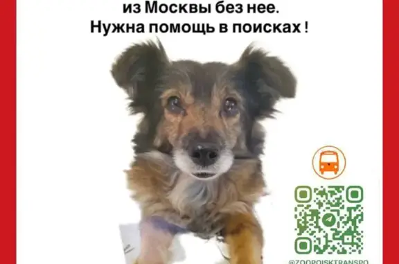Собаки потеряшки, Москва, фото: Потеряшка собака на Комсомольской площади, 2, Москва