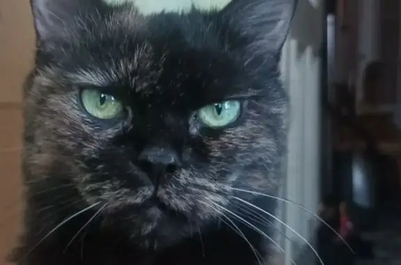 Пропала кошка: ухоженная, миниатюрная, темный окрас. Петрозаводск, ул. Анохина, 14