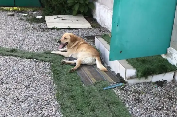 Найдена собака возле дач в Нальчике, нужен хозяин! Адрес: ул. Самотечная, 45