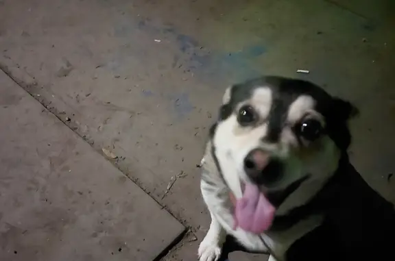 Собаки потеряшки, Москва, фото: Потеряшка собака: мини хаски, без клыка, карие глаза. Помощь нужна! Москва, Олонецкая ул., 15, стр. 1.