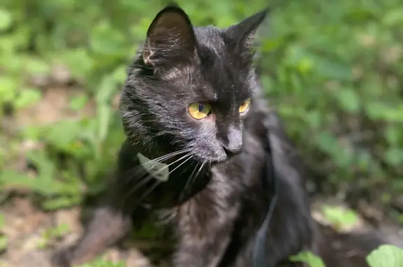 Пропала черная кошка, Артиллерийская ул., 13, Саратов