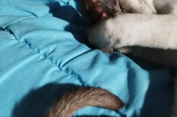 Потерянные животные Санкт-Петербург, фото: Пропала кошка Кремо, СПб