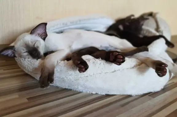 Кошки потеряшки, Санкт-Петербург, фото: Потеряшка кошка ориентальной породы, Фарфоровский Пост, Санкт-Петербург