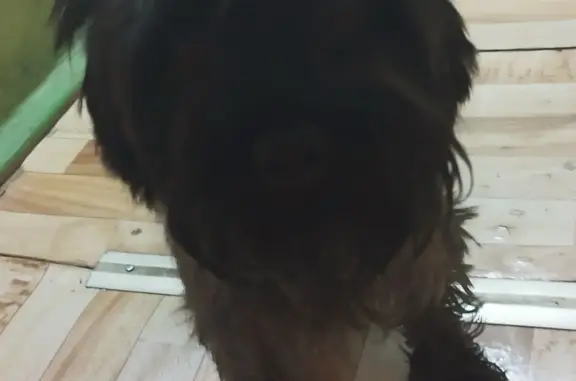 Найдена собака, Москва, фото: Собака найдена: ул. Плеханова, 3 корпус 3, Москва