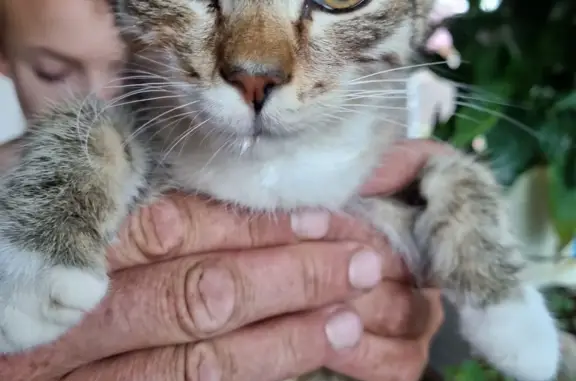 Найдена кошка-котенок в Югорске, ищет дом