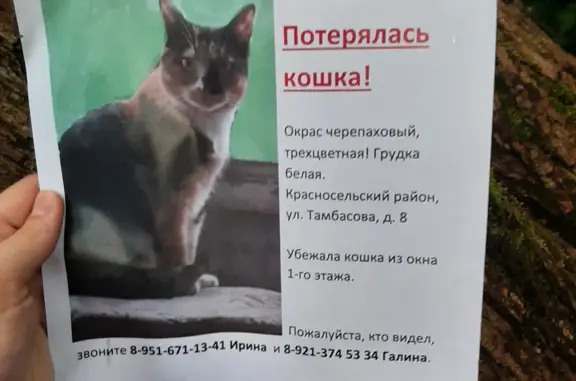 Кошки потеряшки, Санкт-Петербург, фото: Потеряшка черепаховая кошка, ул. Тамбасова 8-2, СПб