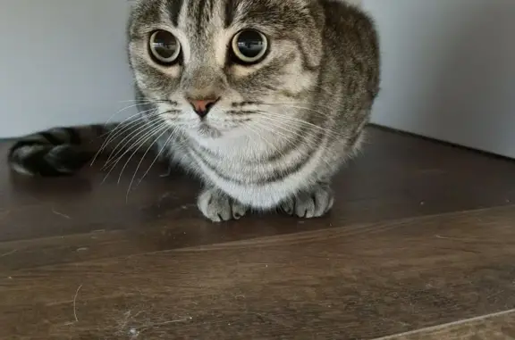 Найденные животные Москва, фото: Найдена кошка, ищем хозяев! (Шарикоподшипниковская ул., 32, Москва)