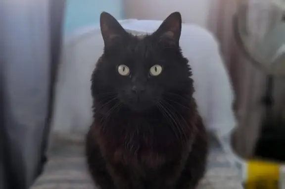 Пропала кошка Черный кот, не вернулся с Ленинградского шоссе
