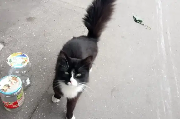 Найдена пушистая кошка в Марьинском Парке, Москва