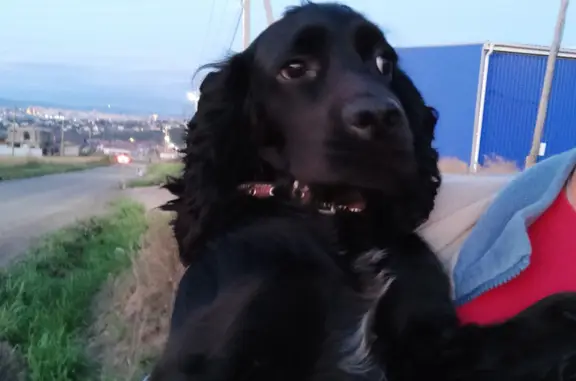 Собака найдена в Солонцах, Красноярский край