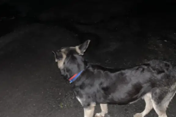 Найдена собака на пр. Красного Знамени, 29, Владивосток